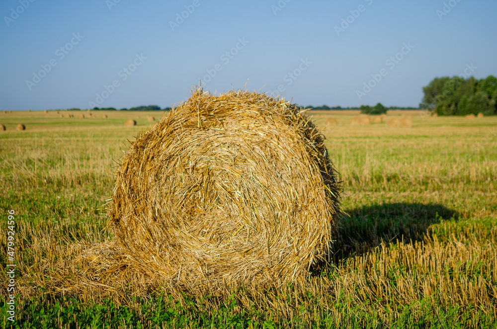 A bale of straw lies on the field. Agriculture concept.