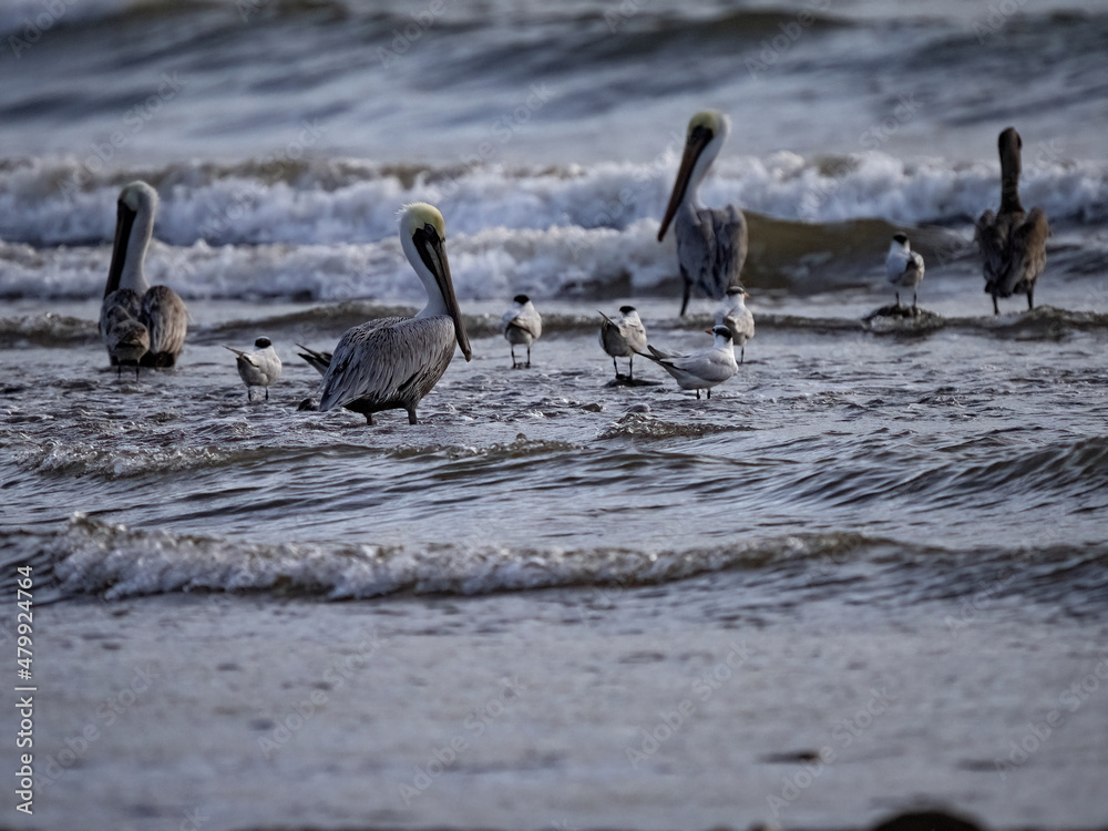 The birds are waiting for food from the Pacific Ocean at high tide. Costa Rica The birds are waiting for food from the Pacific Ocean at high tide. Costa Rica