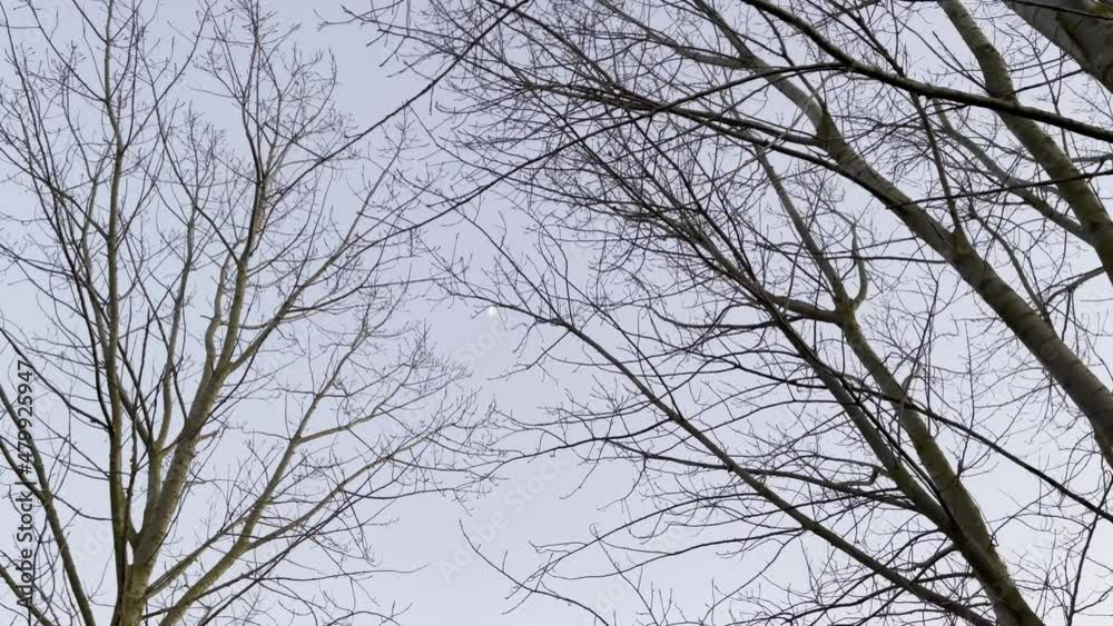 Traveling, the moon behind tree branches at dusk Traveling, the moon behind tree branches at dusk
