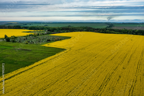 Aerial view of colorful rapeseed field in spring with blue sky. Concept, nature, fresh air, harvest