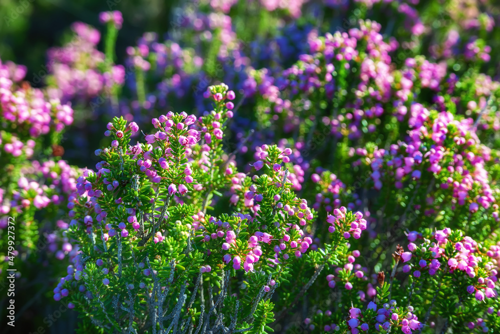 Blooming heather flowers Blooming heather flowers