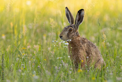 Single brown hare, lepus europaeus, sitting on a green meadow in summer nature. Wild mammal with long ears resting on in grass in springtime. Animal wildlife in vivid scenery with copy space.