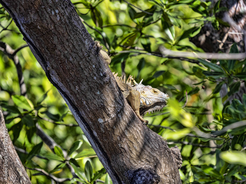 Green iguana, Iguana iguana, hiding in a tree, Costa Rica © vladislav333222