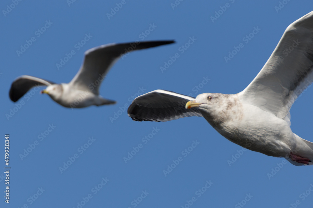 Obraz premium seagulls