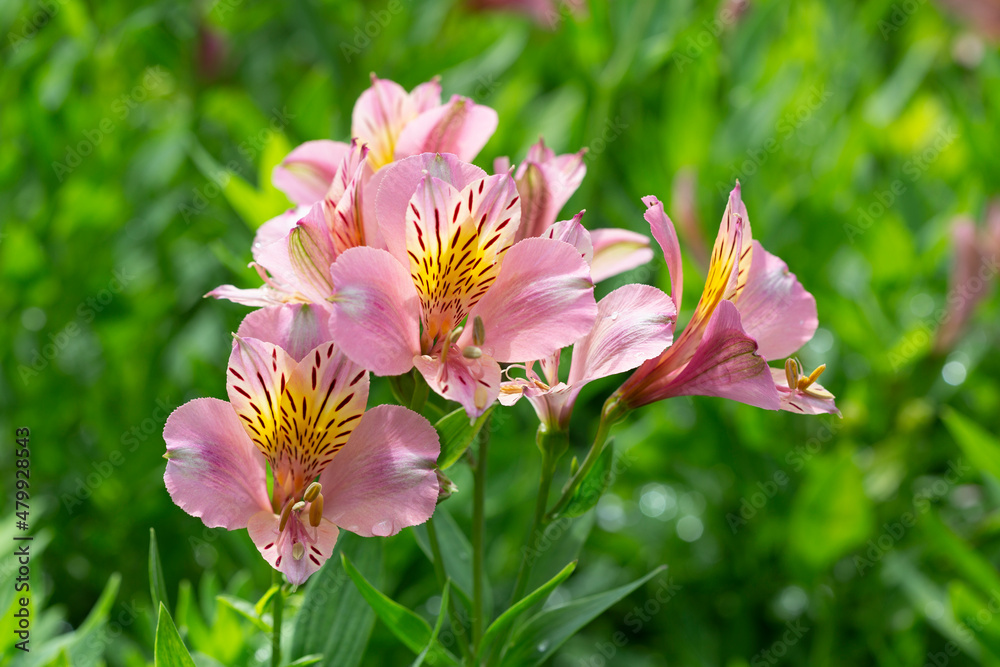 blossoming pink day lily lit with the summer sun