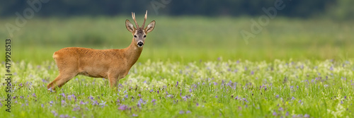 Fotobehang Panoramic view of roe deer, capreolus capreolus, buck standing on a blooming summer meadow with copy space