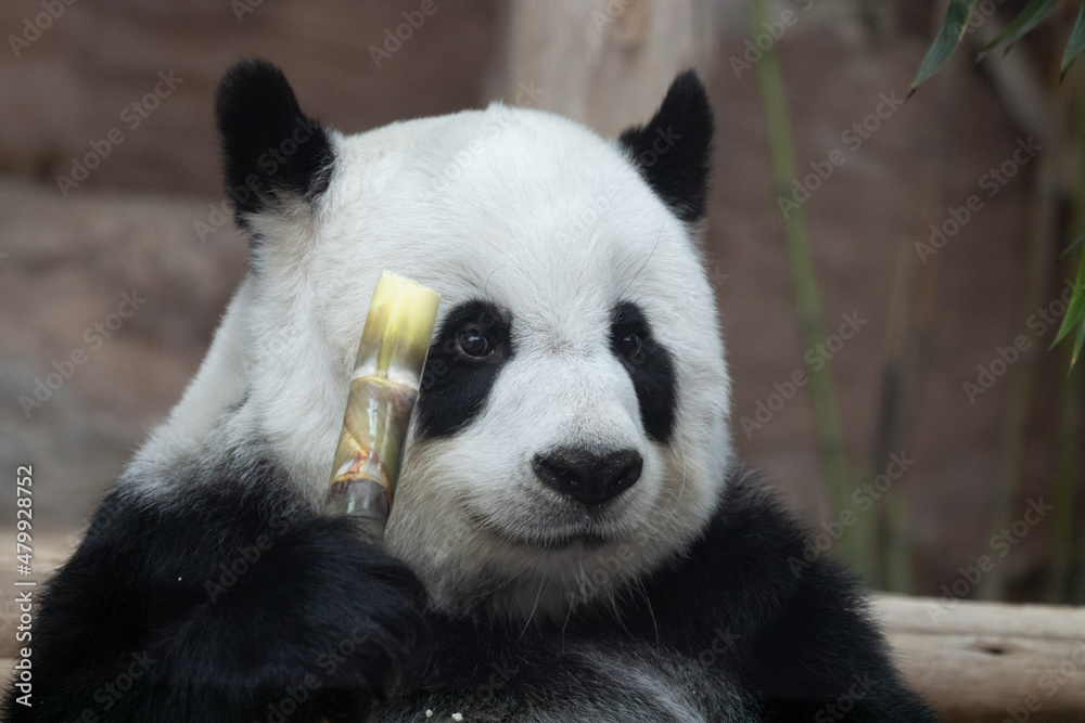 A portrait of Fluffy Panda