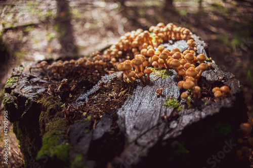 Many small mushrooms grow on a tree stump in the forest. Low point of view in nature landscape. Blurred nature background copy space. Park low focus depth. Ecology environment