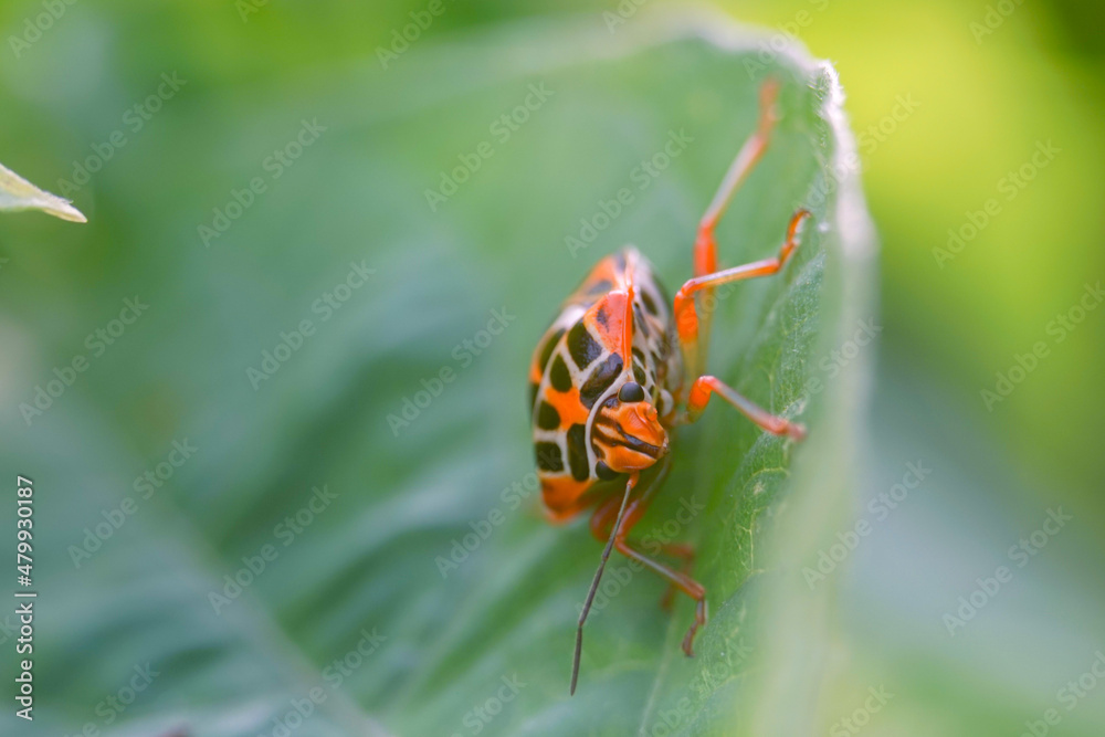 seven flapping insect
an insect that bothers farmers a lot because it eats young leaves seven flapping insect
an insect that bothers farmers a lot because it eats young leaves
