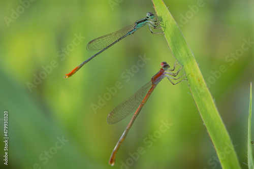 needle dragonfly, Needle dragonflies are often found around ponds or rivers