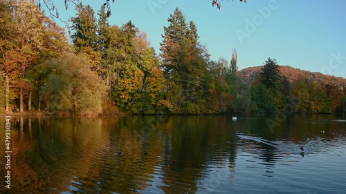 Flock of mallard ducks swimming in small lake. Amazing and colorful sunset colors. Lake and trees illuminated by evening sun. Autumn or fall season. Beautiful orange color. Birdwatching or birding photo