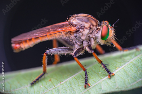 beautiful robberfly. beautiful robberfly rainbow type © parianto