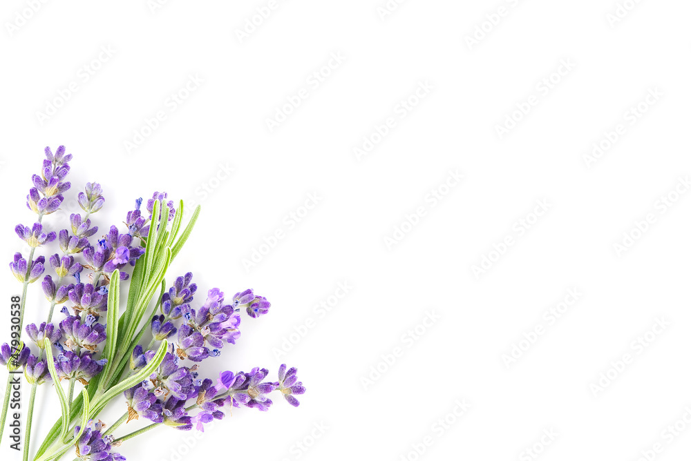 Fototapeta premium Aromatic Lavender flowers bundle on a white background. Isolated morning Lavender flowers close-up