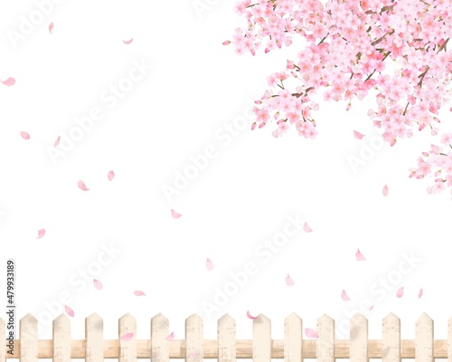 柵と美しく華やかな花びら舞い散る春の桜の白バックフレーム背景素材

