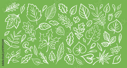set of leaves in the doodle style. Vector design elements of black lines drawn by hand on the green background. Exotic summer botanical illustrations.
