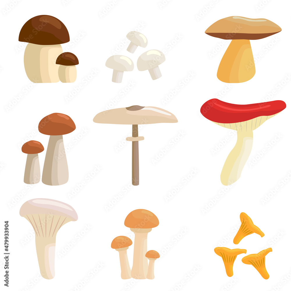 Set of fresh mushroom on white background. Vector honey mushroom, white mushroom, oak, boletus, chanterelle, motley umbrella, champignon, russula, pigeon readovka in cartoon style.