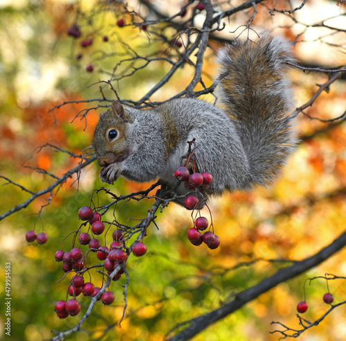 Tapety artystyczne Eastern gray squirrel 