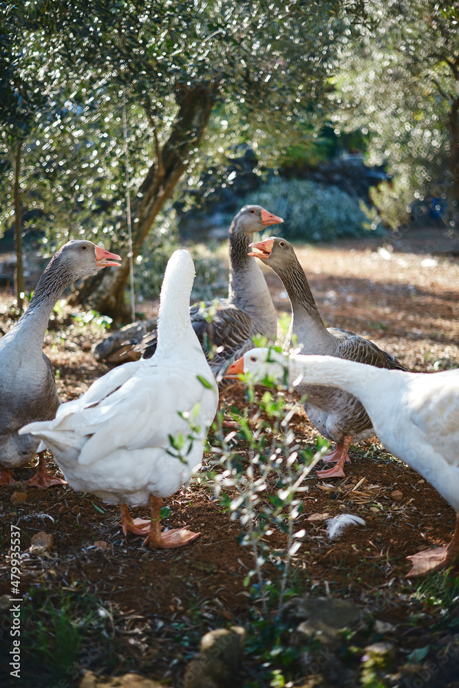 Obraz premium white goose in the park
