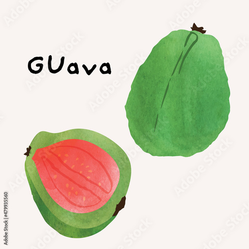 Guava tropical fruit watercolor illustration set. Painterly watercolor texture and ink drawing elements. Hand drawn and hand painted. Vector