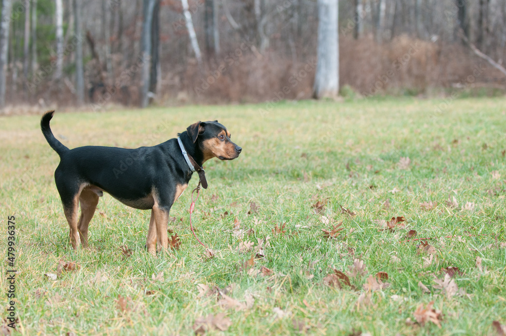 Black and tan rescue dog standing in the yard