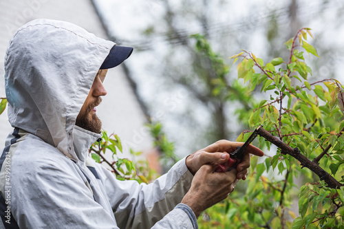 the gardener manually pruns and cuts the branches of a tree in the garden with a pruner