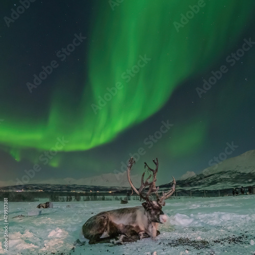 Reindeer under Northern Lights