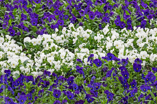 Vielzahl an blühenden Stiefmütterchen mit weißen und violetten Blüten