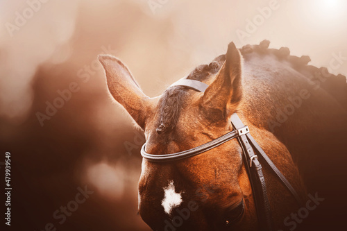 Photo The ears and braided mane of a beautiful bay horse illuminated by the light of the setting sun in the evening