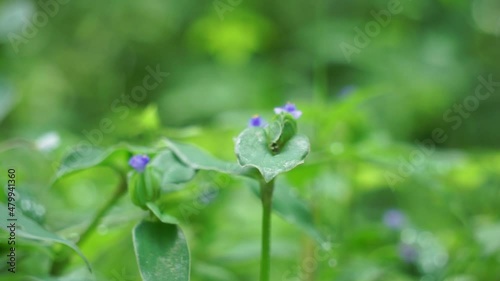 Commelina diffusa (also called climbing dayflower or spreading dayflower) with a natural background photo