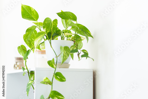 Green leaves on Pothos house plant on white