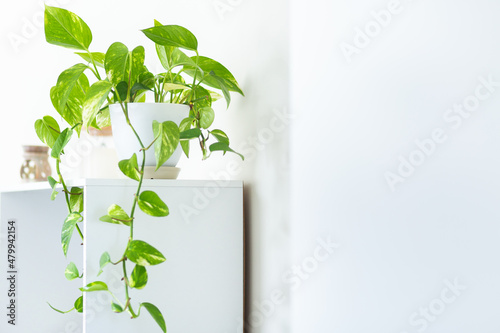 Green leaves on Pothos house plant on white photo