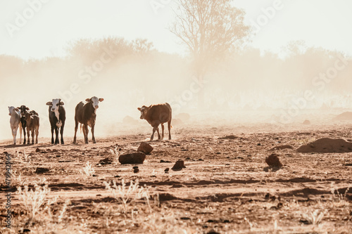 Calves in dry paddock on dusty farm photo