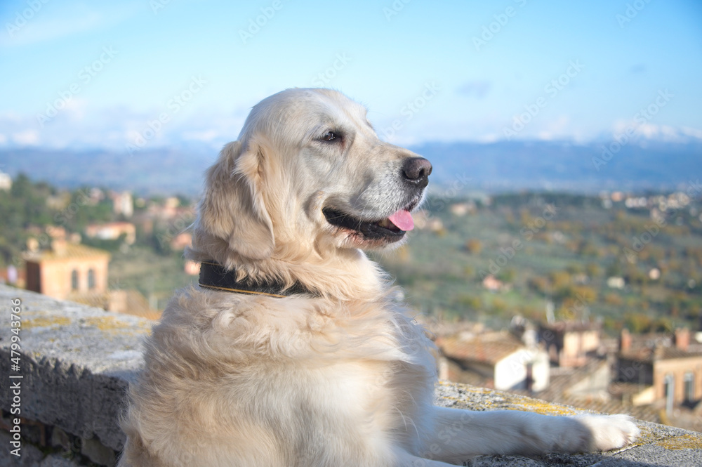 Golden Retriever Looking out From a Wall in Umbria Italy