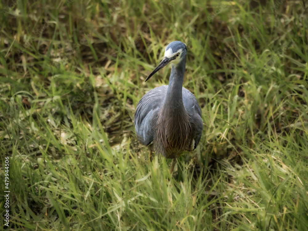 Fototapeta premium Grey Heron Grass