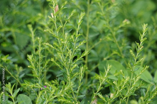 Cuphea hyssopifolia (also called false heather, Mexican heather, Hawaiian heather, elfin herb) with a natural background