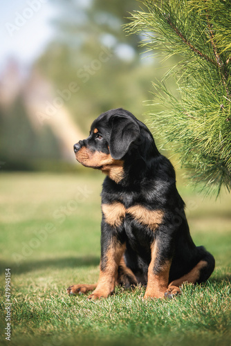 Cute black puppy of rottweiler dog sitting near brunch of pine tree on green grass outdoors in bright summer background