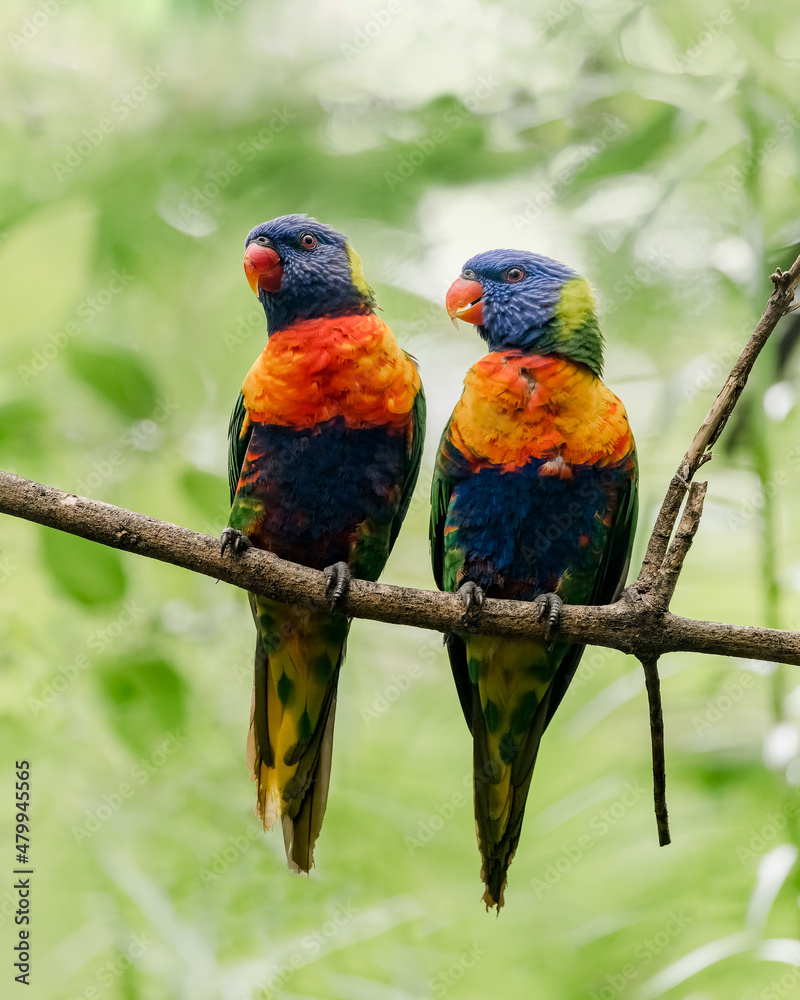 Fototapeta premium Rainbow Lorikeet in Australian Rainforest. The rainbow lorikeet (Trichoglossus moluccanus) is a species of parrot found in Australia. 