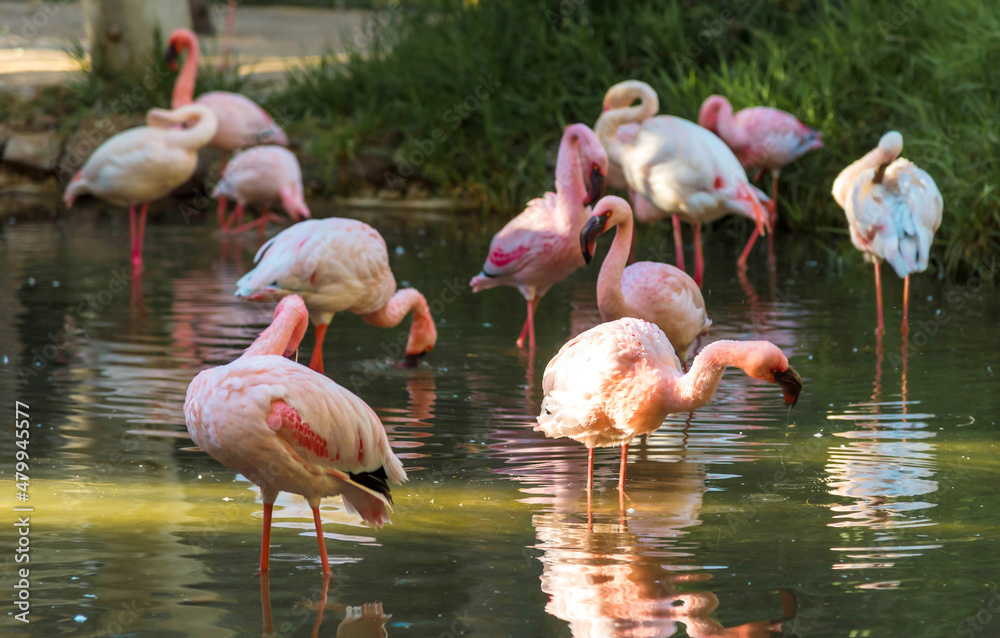 Pink flamingos graze in a pond 