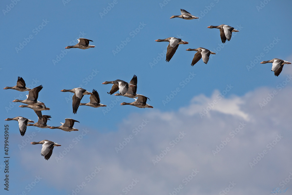 Obraz premium Greylag goose on the west coast in Sweden