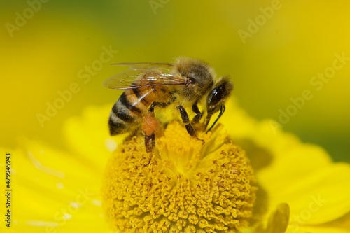 Honey bee in a close up