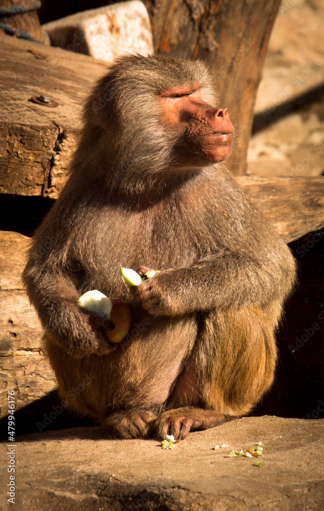 Furry monkey eating an apple Furry monkey eating an apple