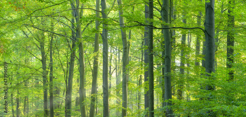 Fototapeta Naklejka Na Ścianę i Meble -  High resolution panorama of sunny natural beech forest
