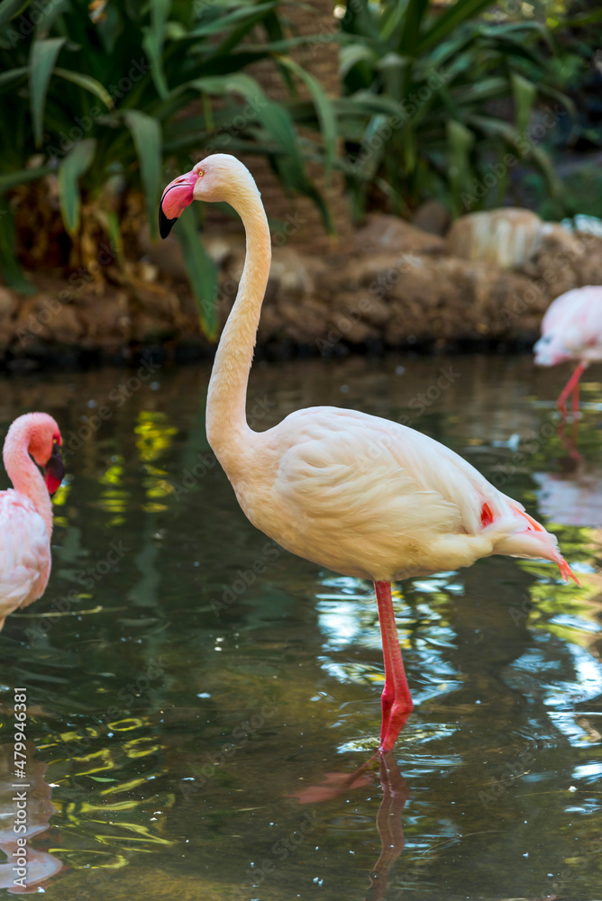 Fototapeta premium Pink flamingos graze in a pond 