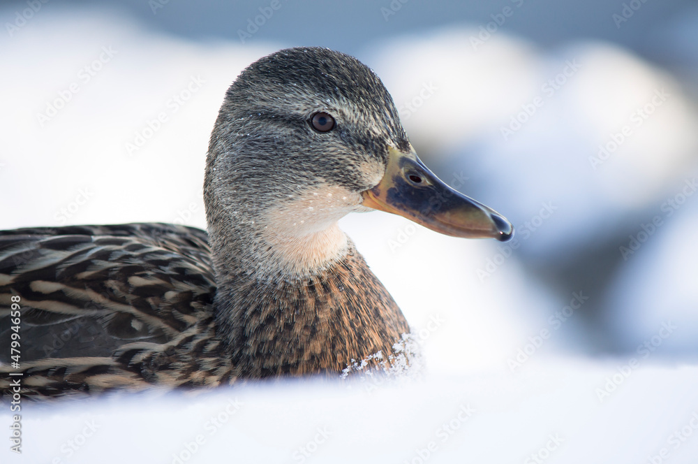 A close-up of duck's head against snowy background A close-up of duck's head against snowy background