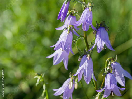 Tall bellflower, Campanula latifolia var. macrantha, blooming in a sunny garden in July, closeup with selective focus and copy space photo