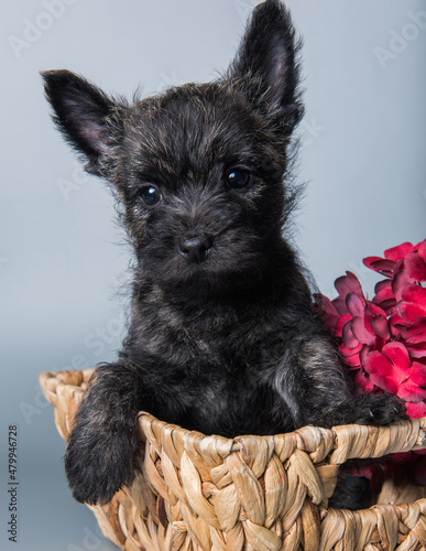 Cairn Terrier puppy dog with red hydrangea flowers
