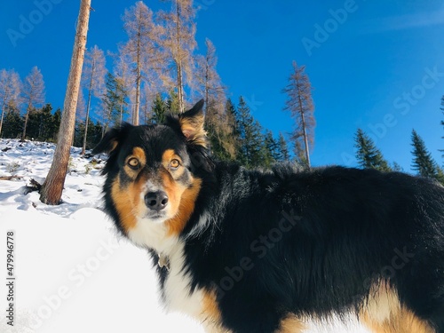 Australien Shepherd - australischer Hirtenhund photo