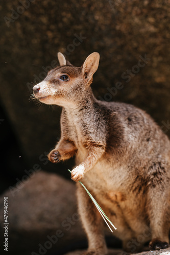 The allied rock-wallaby or Weasel rock-wallaby (Petrogale assimilis) is a species of rock-wallaby found in northeastern Queensland, Australia.