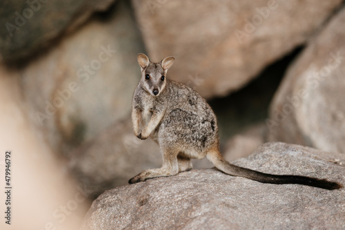 The allied rock-wallaby or Weasel rock-wallaby (Petrogale assimilis) is a species of rock-wallaby found in northeastern Queensland, Australia. photo