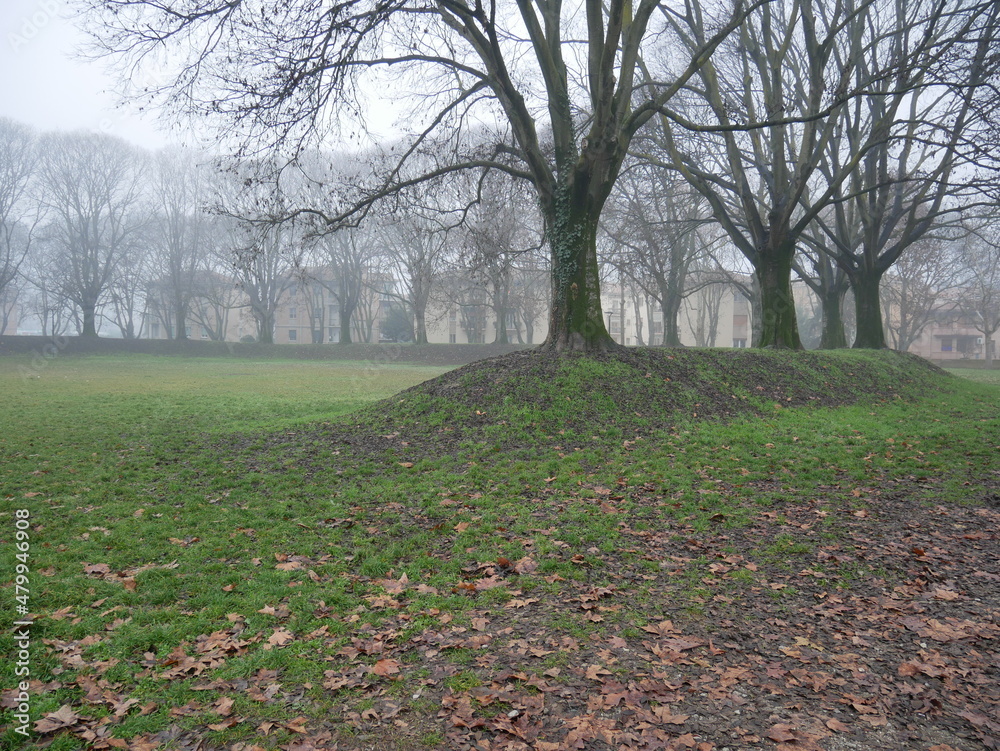 trees on a foggy day in winter trees on a foggy day in winter